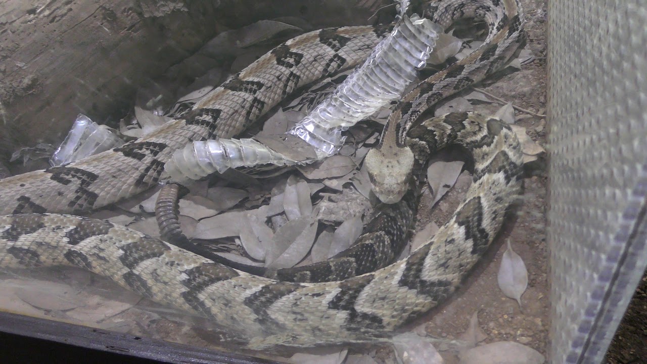 Timber rattlesnake