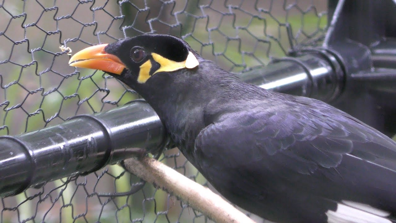 Common hill myna