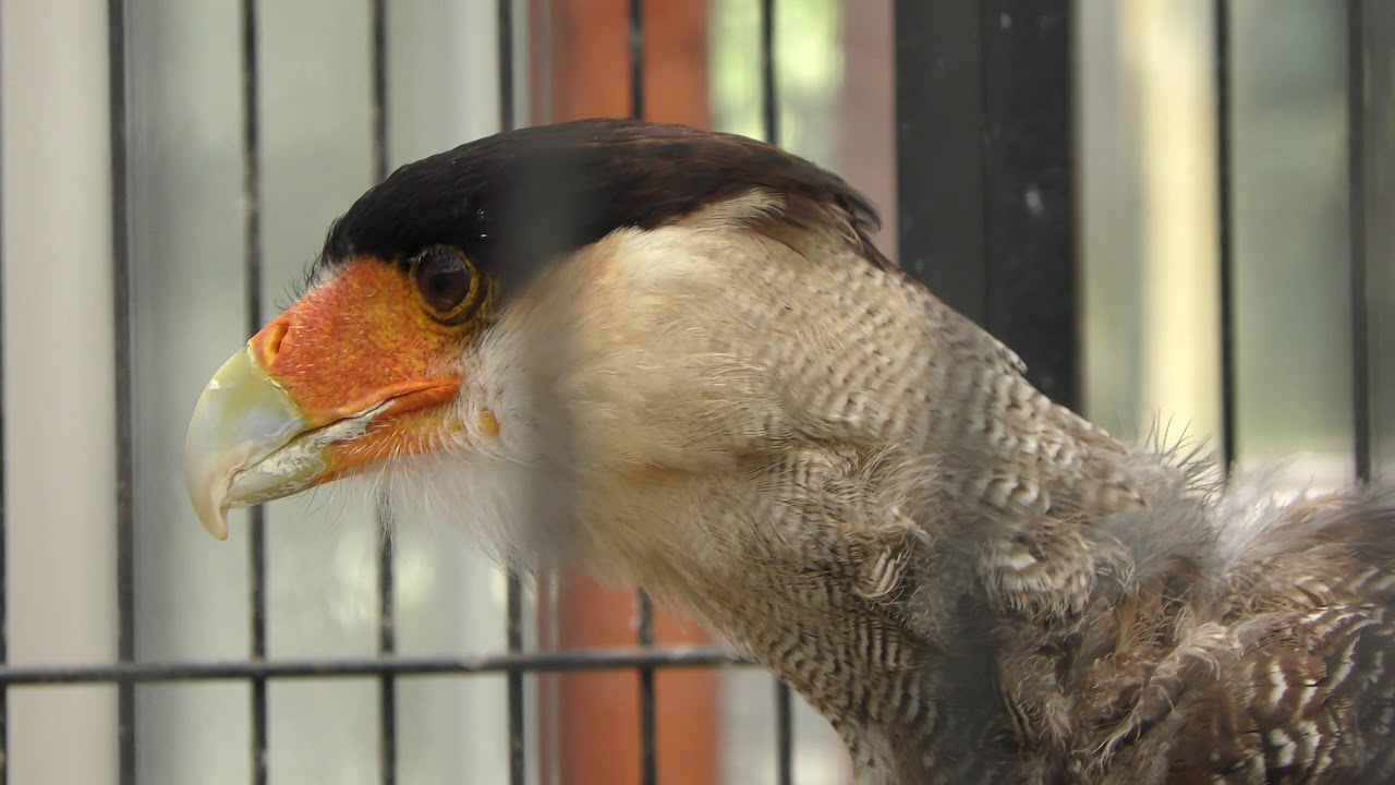 カンムリカラカラ