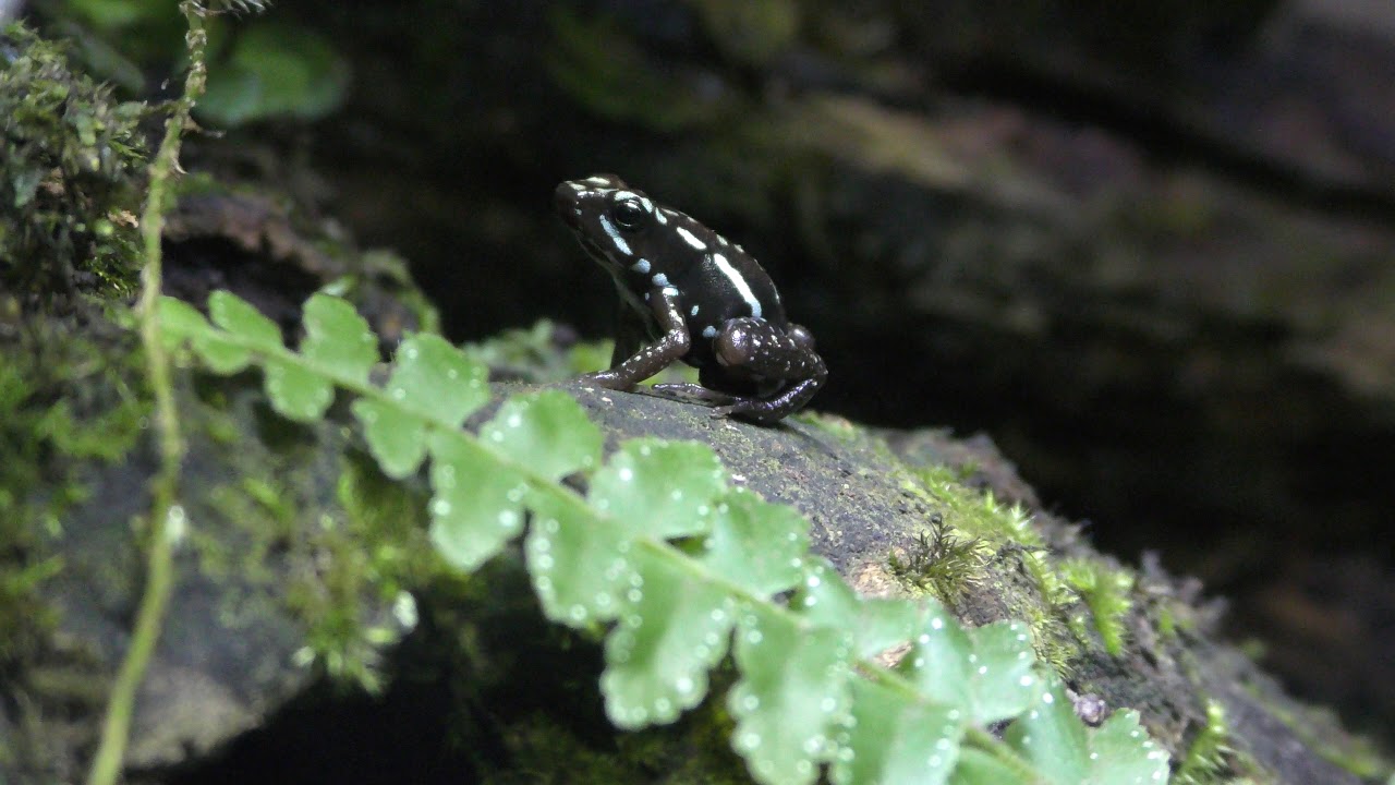 Phantasmal poison frog