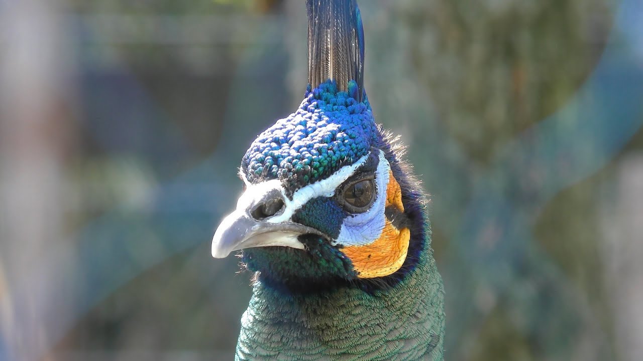 Green peafowl
