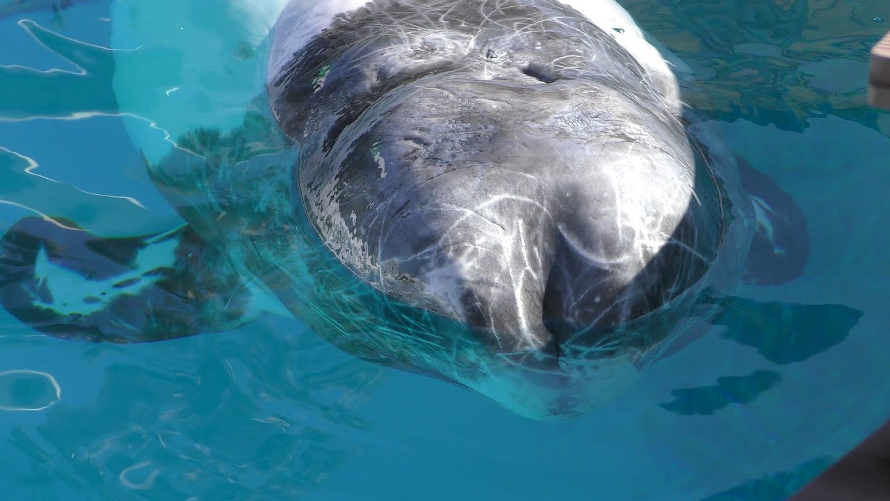 Risso's dolphin
