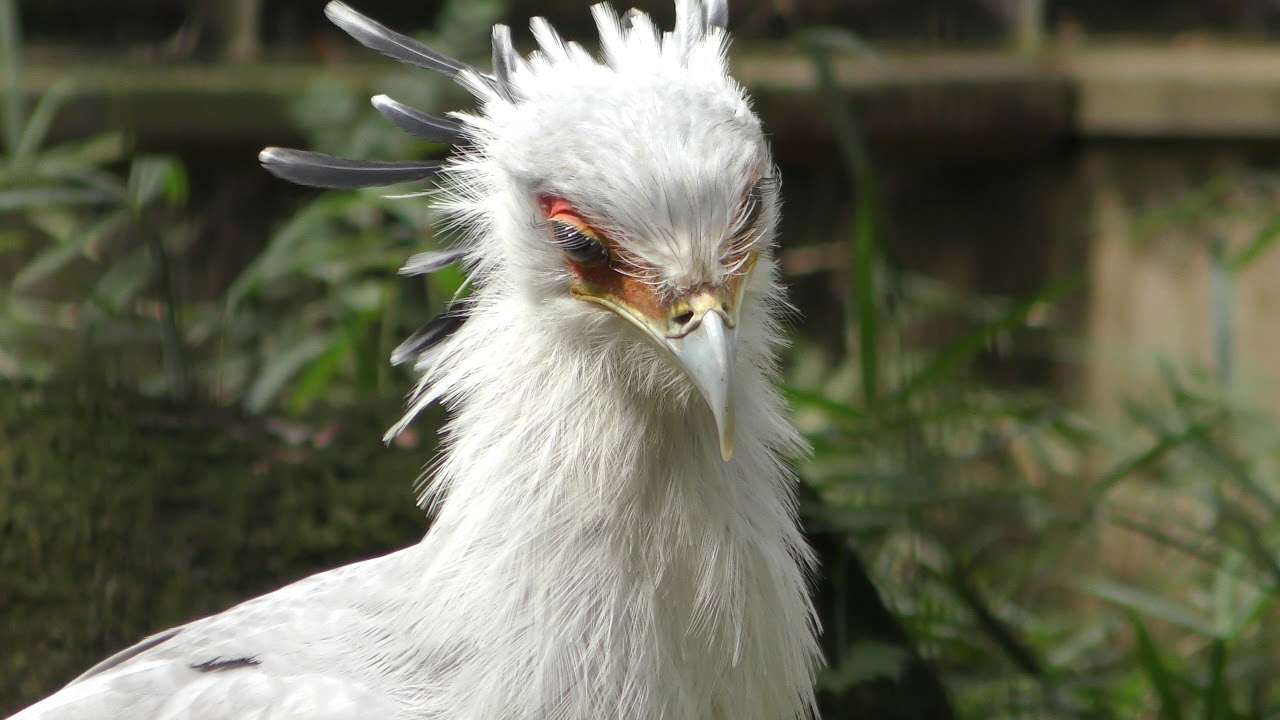 Secretary bird