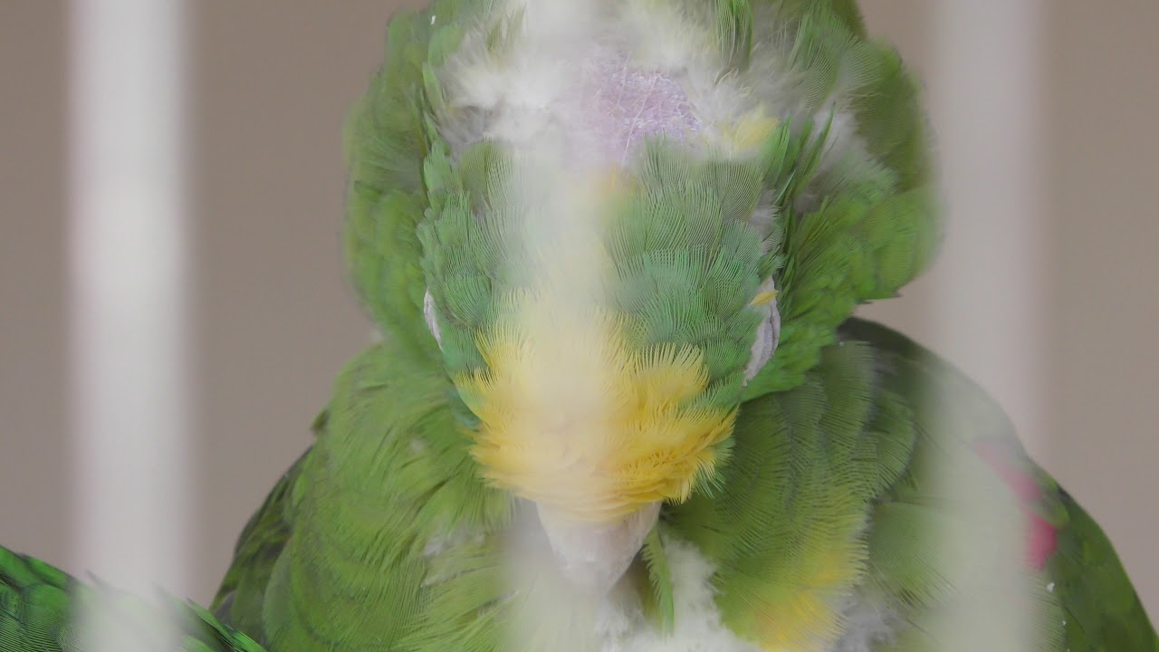 Yellow-crowned parrot