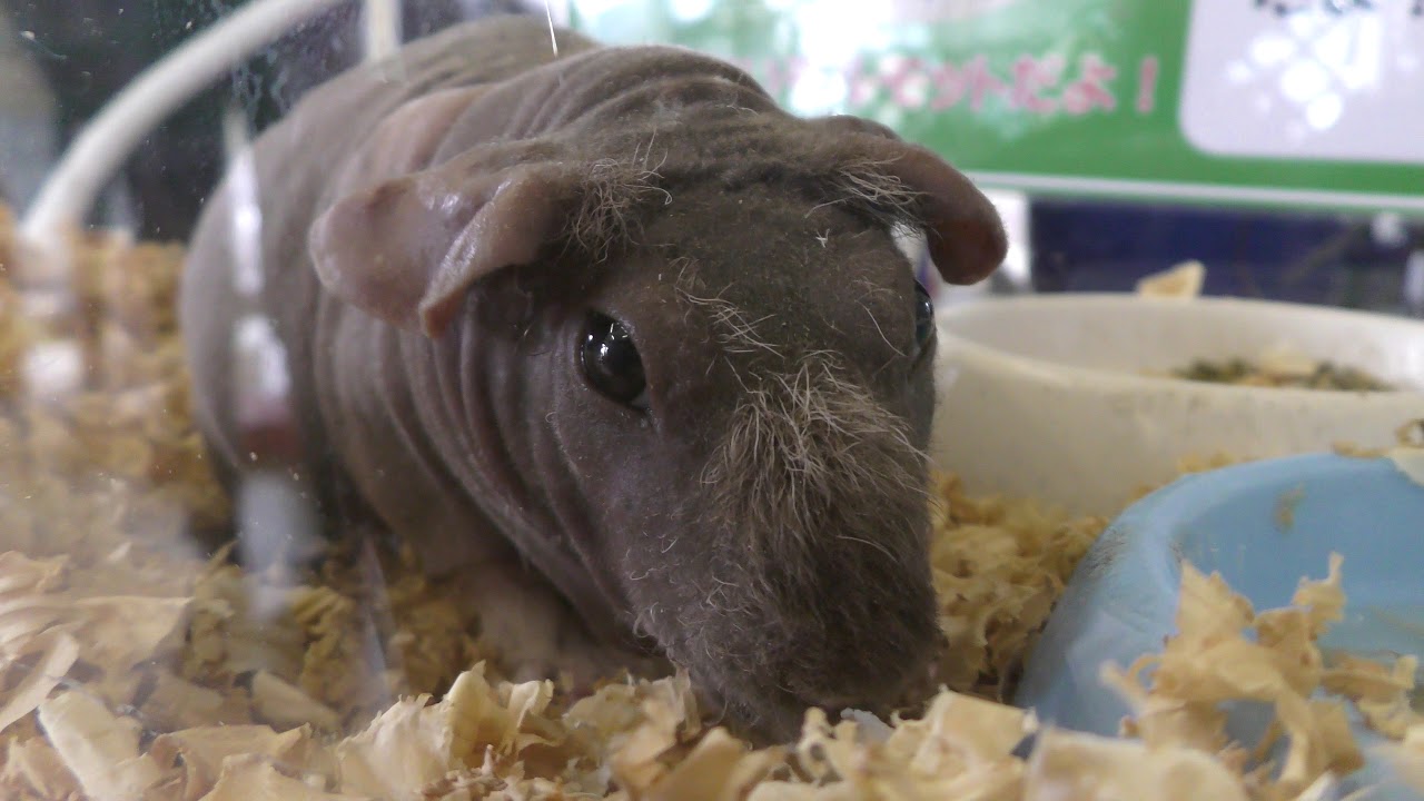 Skinny pig