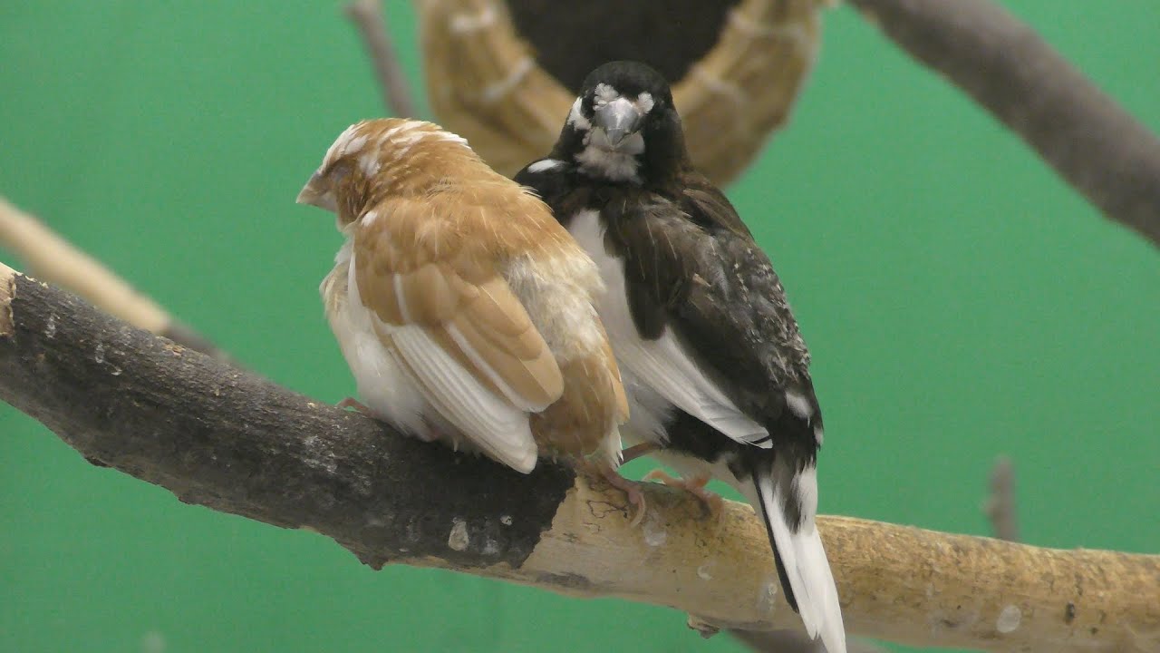 Bengalese finch