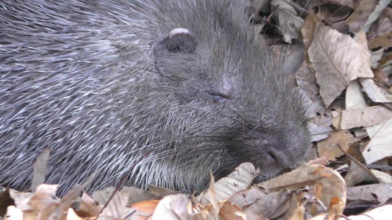 Himalayan crestless porcupine