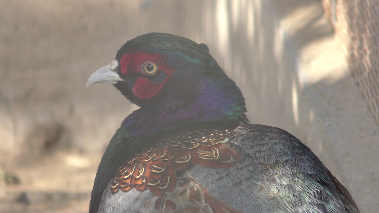 Green pheasant (northern)