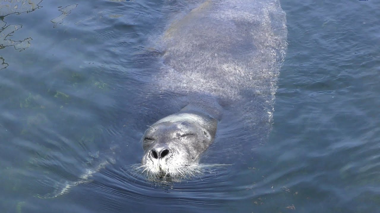 Bearded seal
