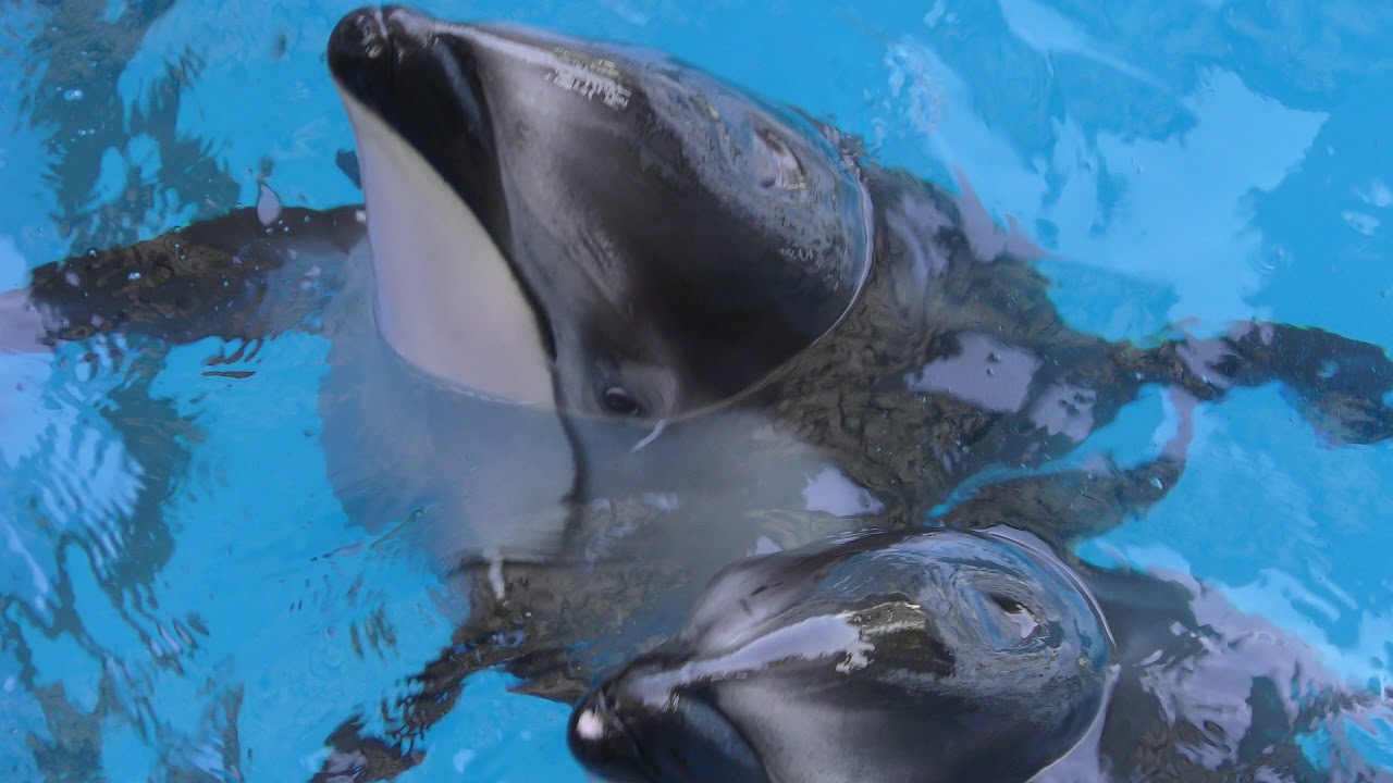 Pacific white-sided dolphin