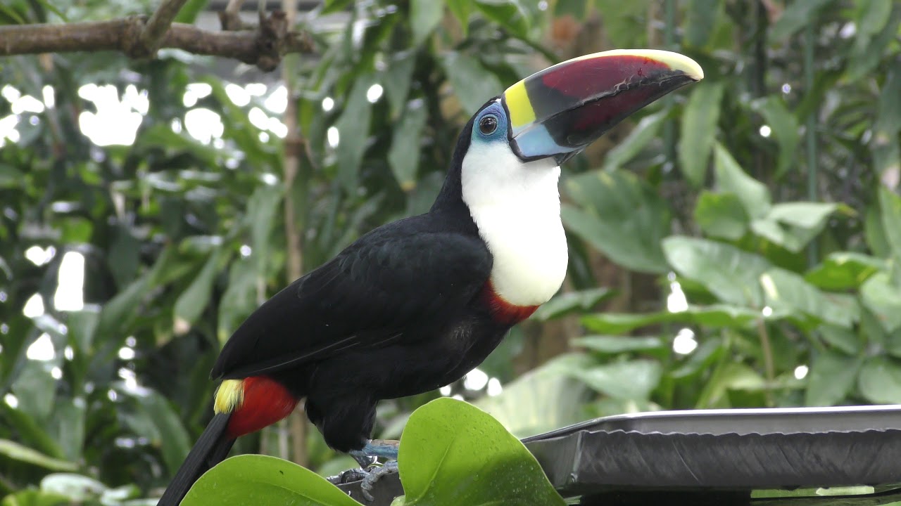 Red-billed toucan