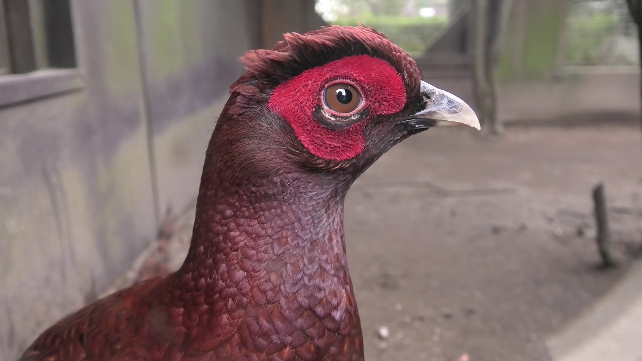 Copper pheasant