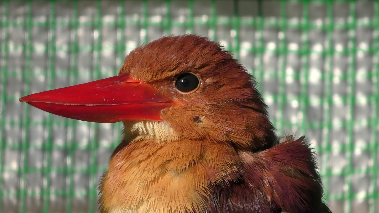 Ruddy kingfisher