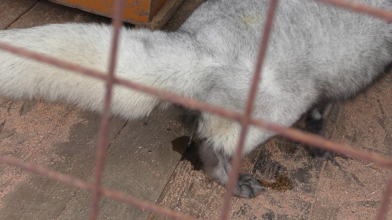 Blue fox