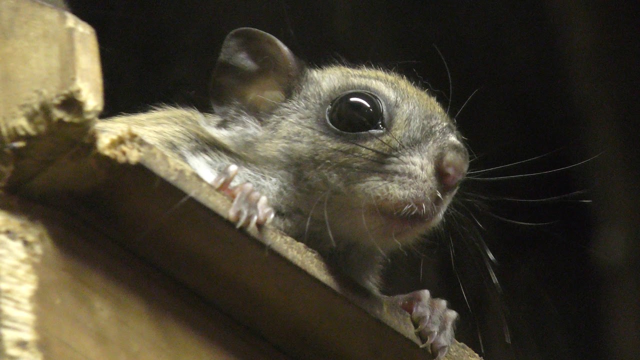 Japanese dwarf flying squirrel