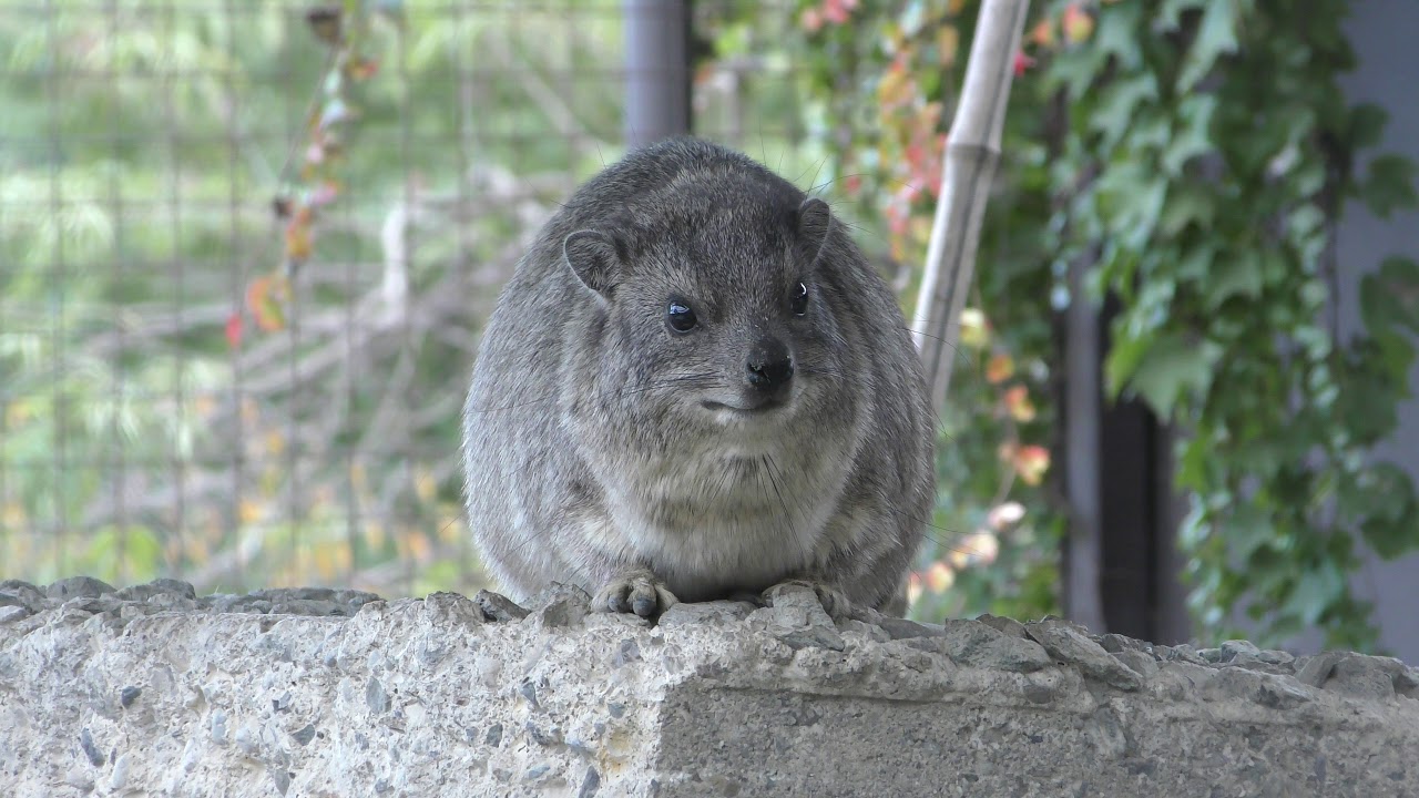 Cape hyrax