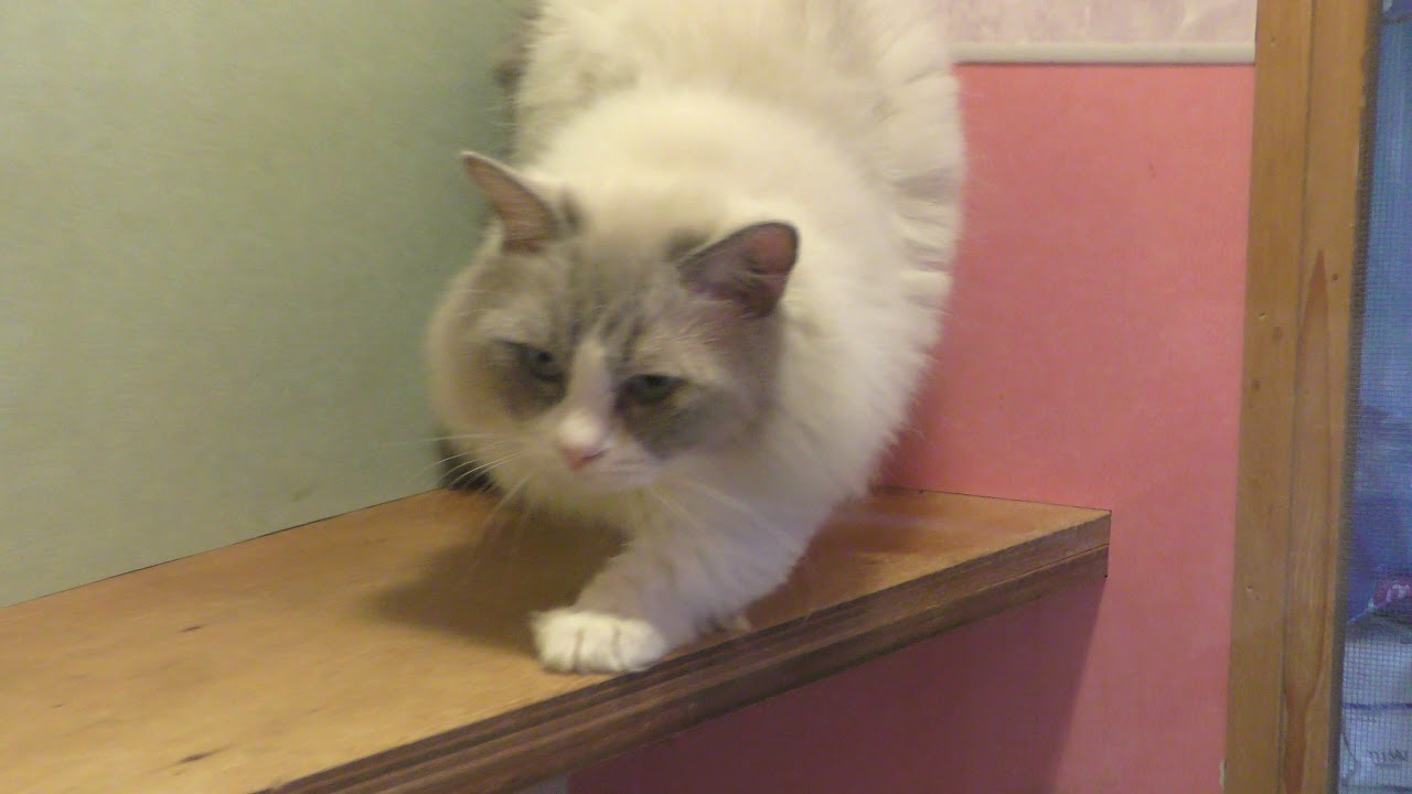 マンチカン