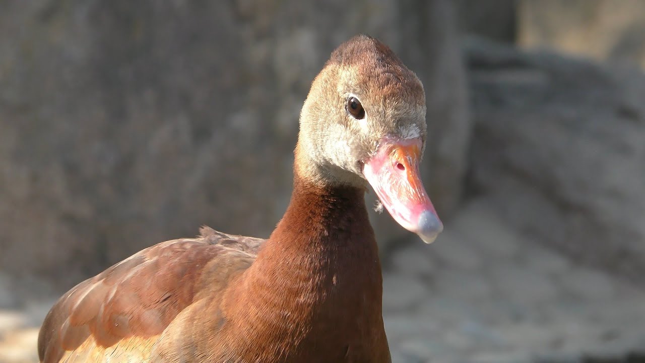 Black-bellied whistling duck
