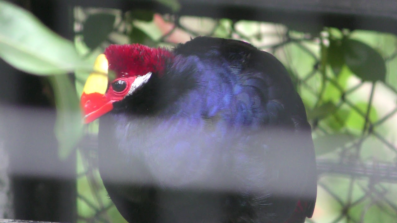 Violet turaco