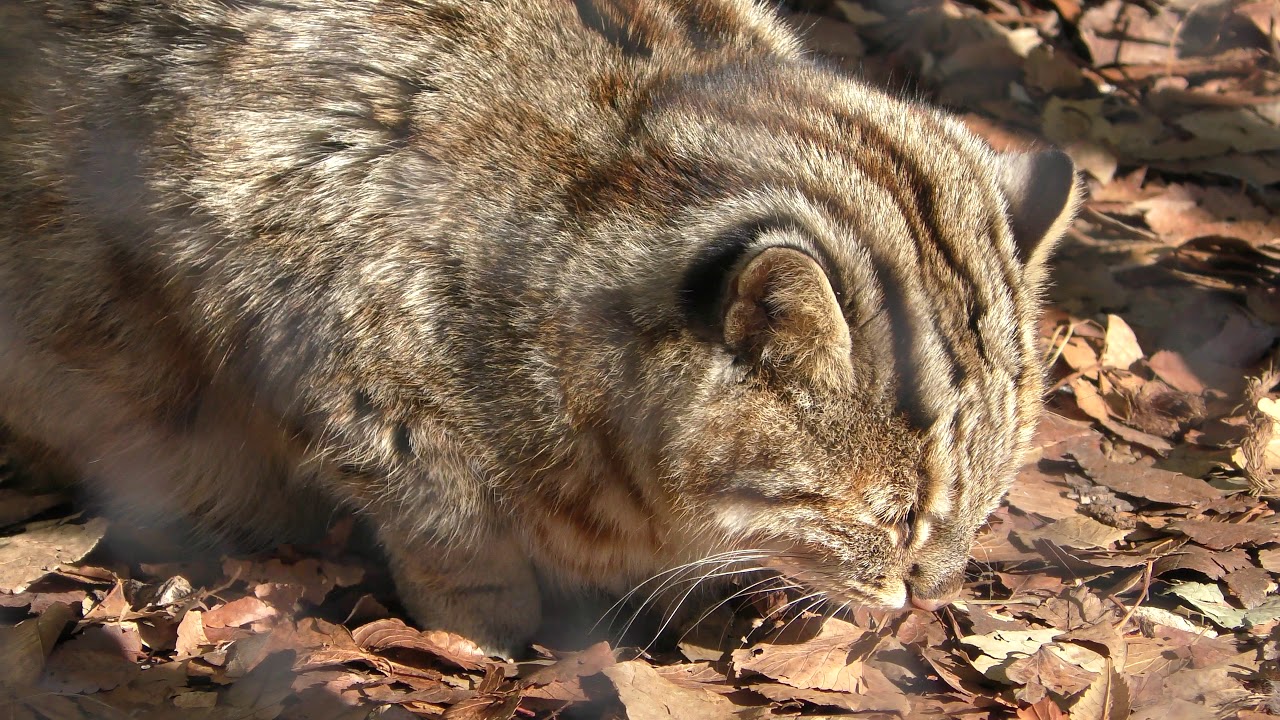 Amur cat
