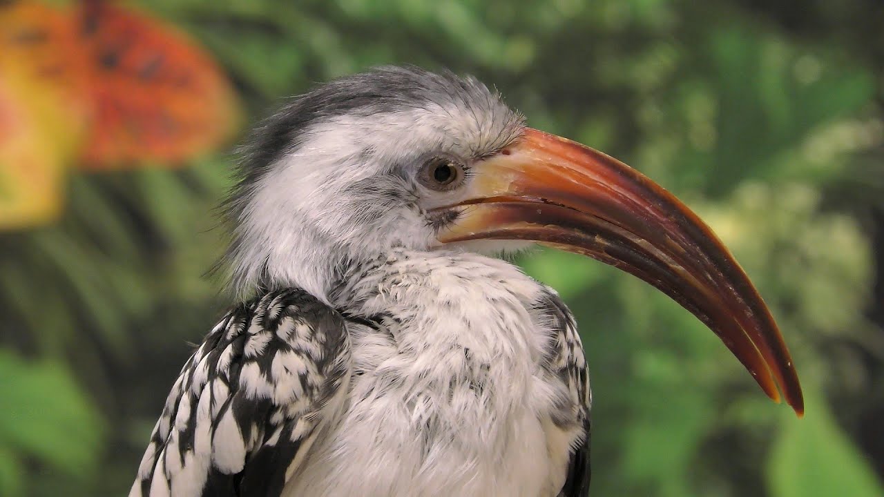 Red-billed hornbill