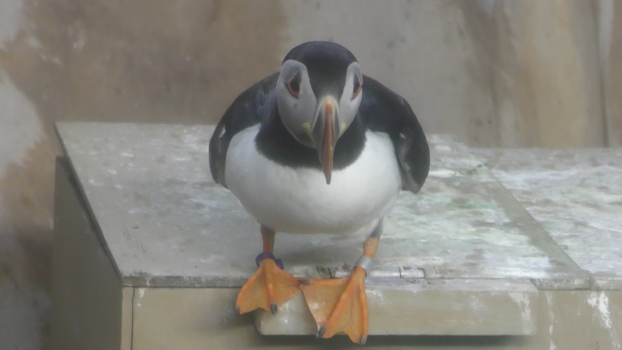Atlantic puffin