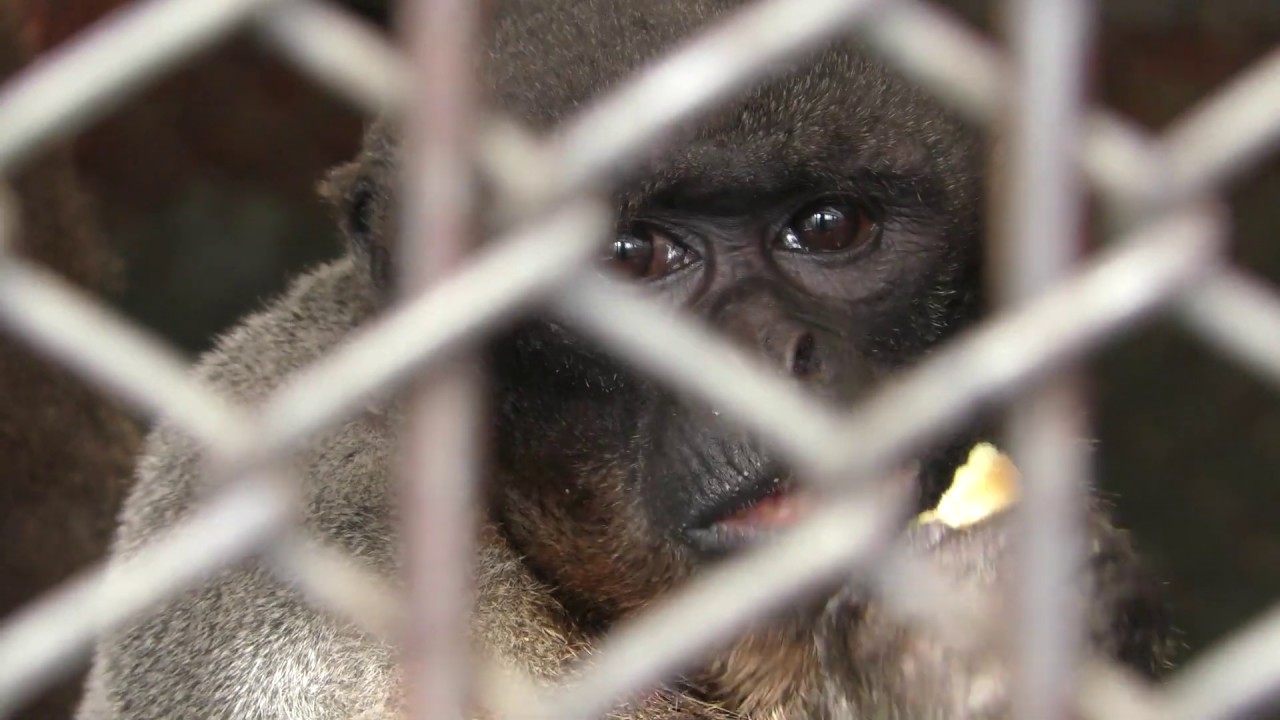 Brown woolly monkey