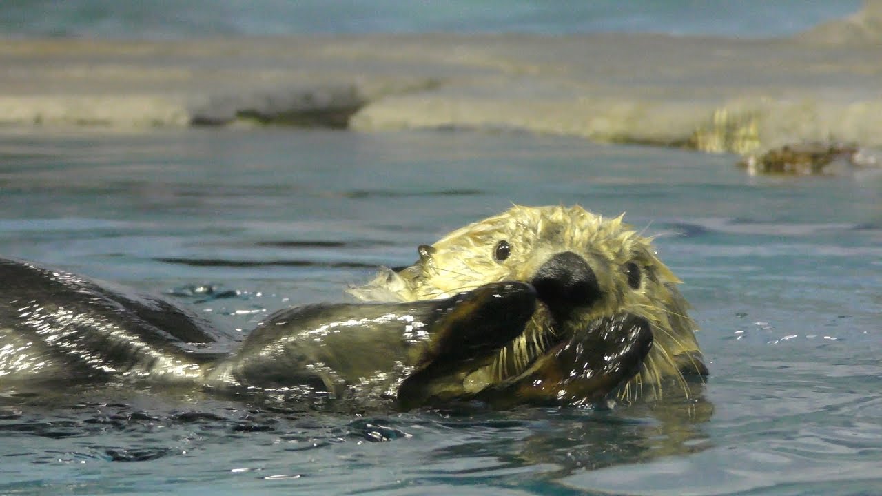 Sea otter
