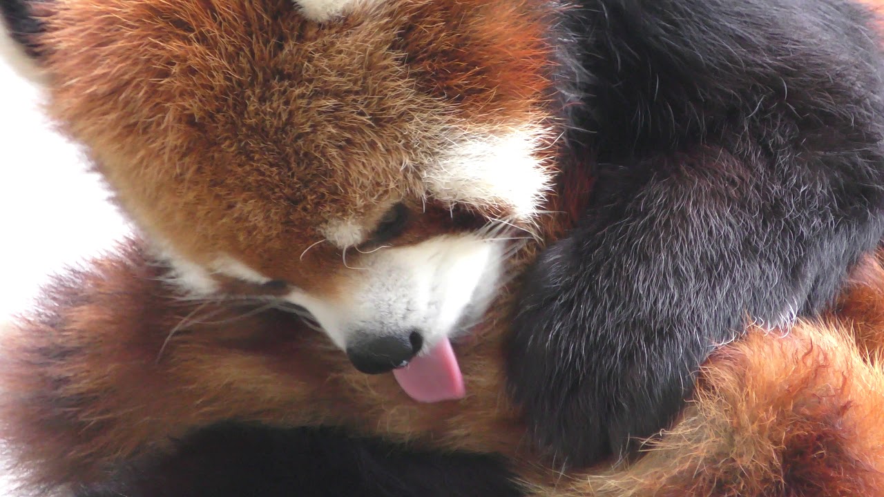 Lesser panda