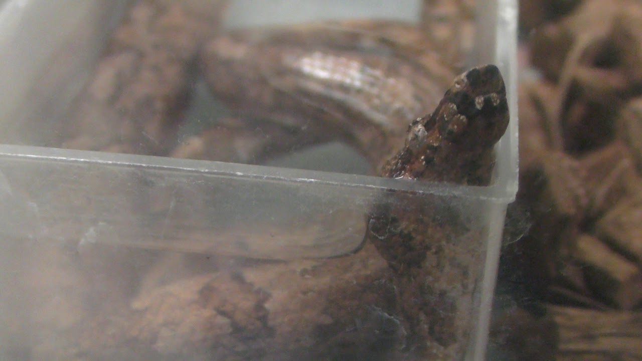 Pacific ground boa