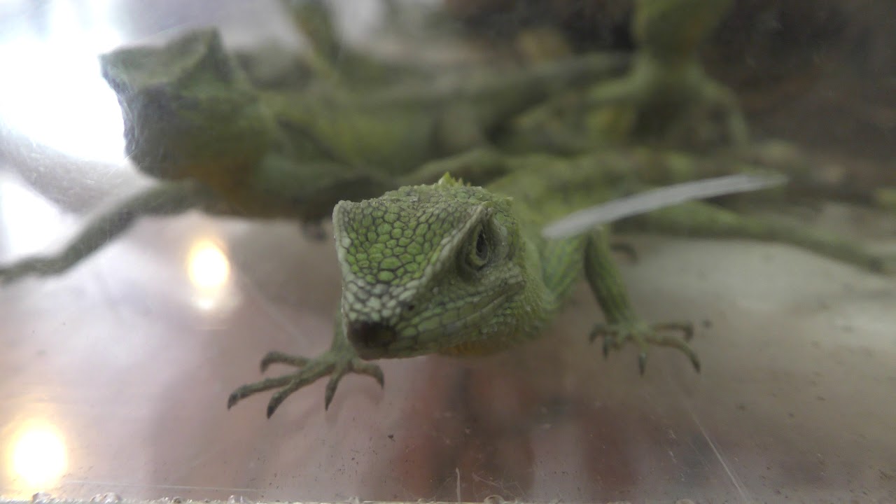 Okinawa tree lizard