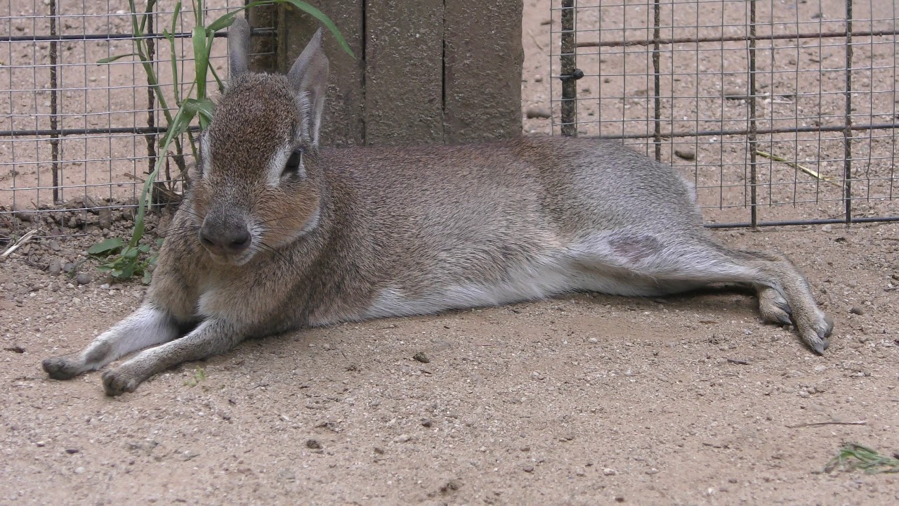 Chacoan mara