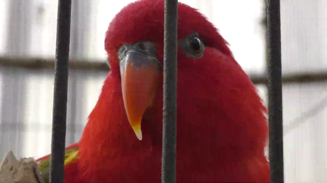 Chattering lory