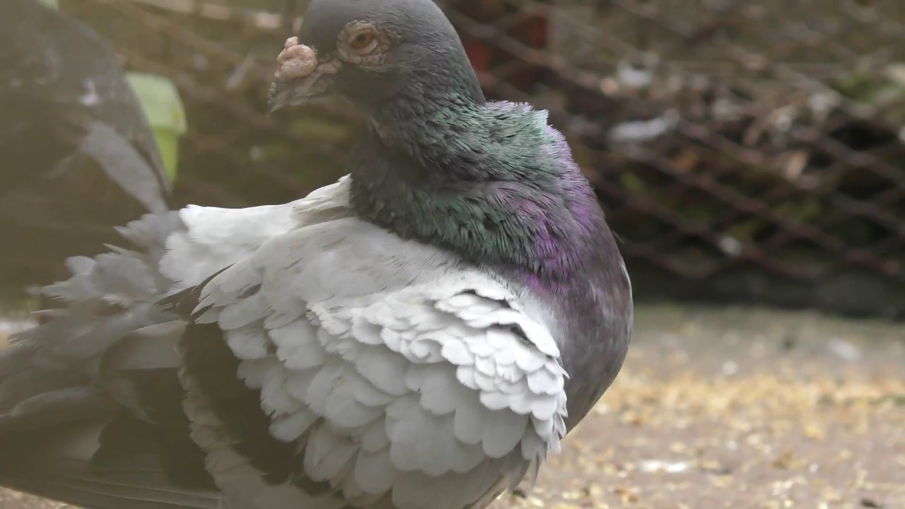 Homing pigeon
