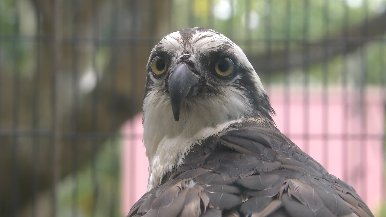 Osprey