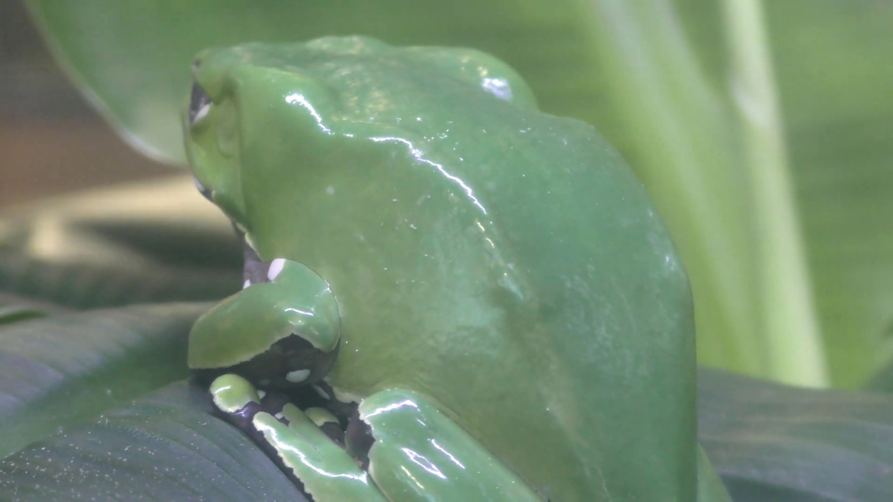 Giant monkey tree frog