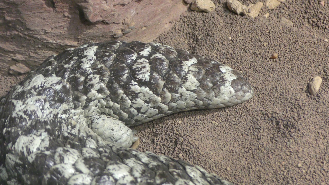 Pinecone lizard