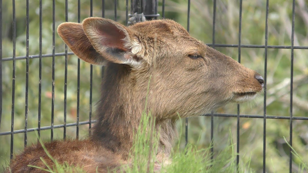 ハナジカ