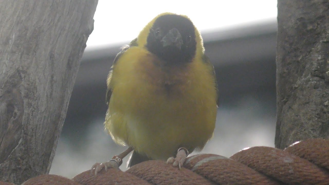 Village weaver