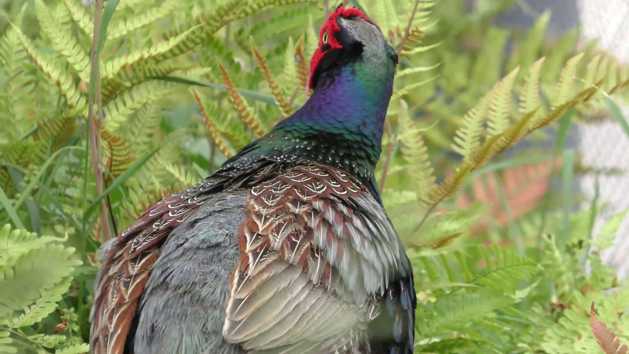 Green pheasant