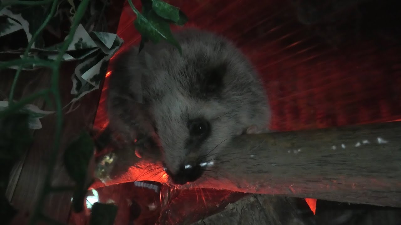 Northern luzon giant cloud rat