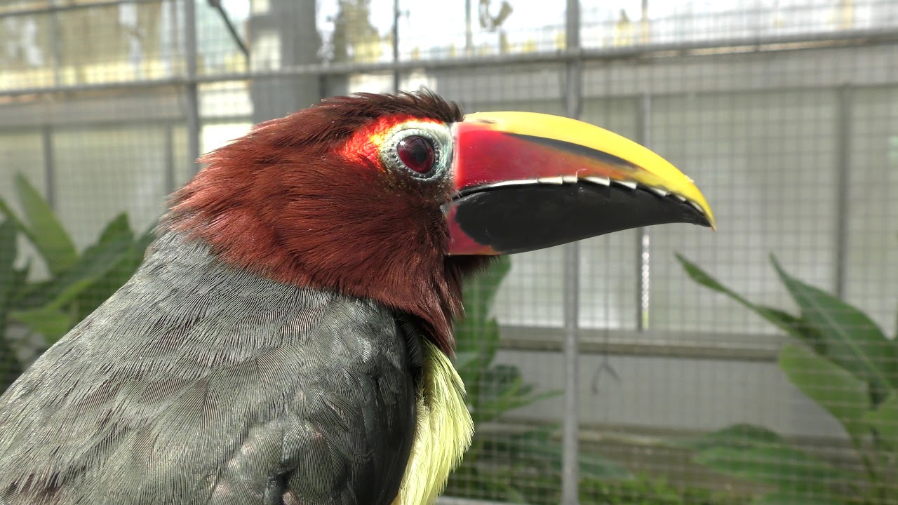 Green aracari