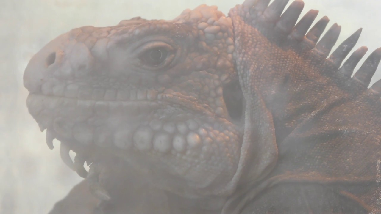 Lesser antillean iguana