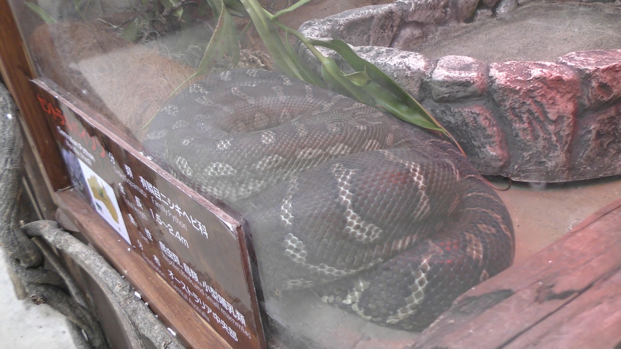 Bredl's python