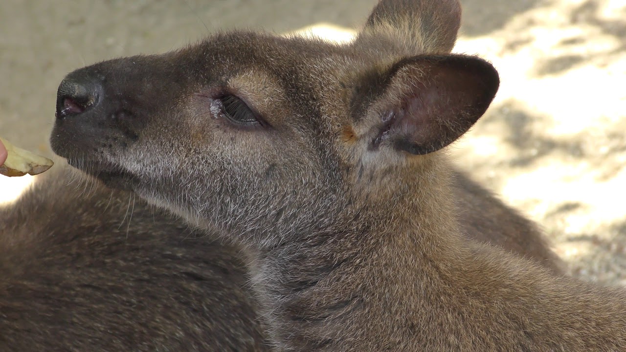 Bennett's wallaby