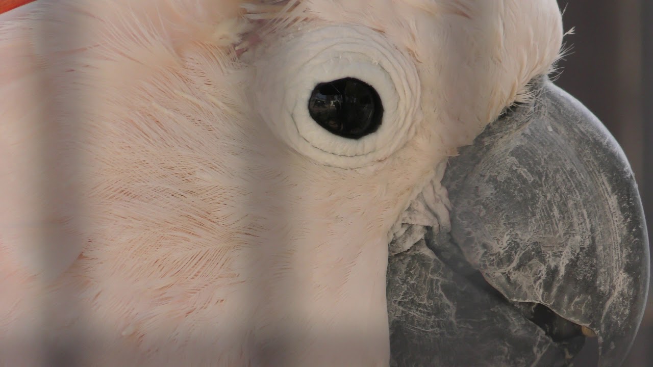 Moluccan cockatoo