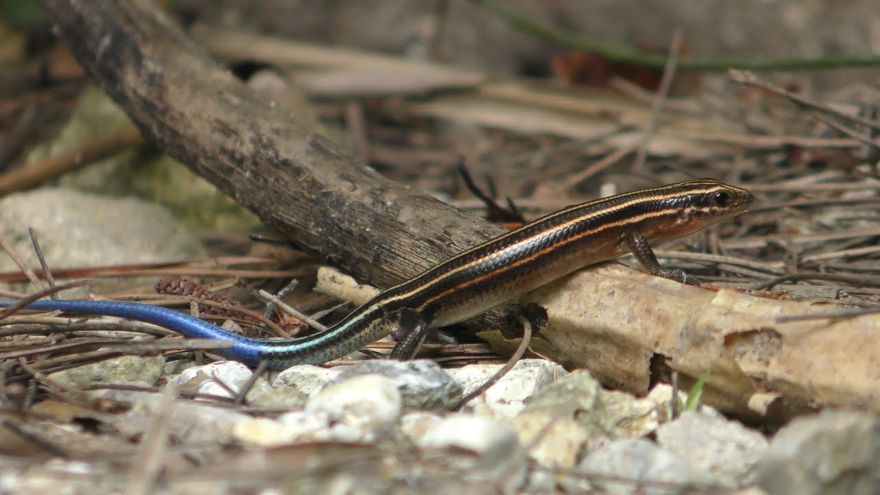 Stimpson's Skink