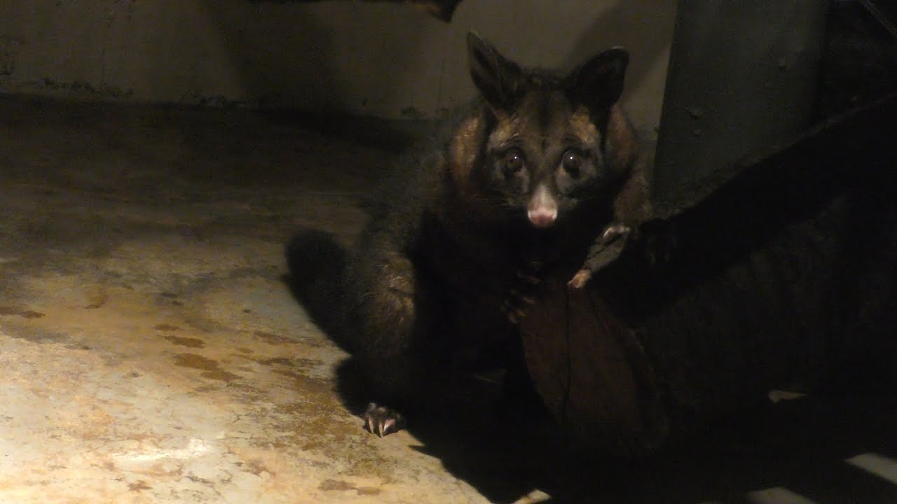 Common brushtail possum