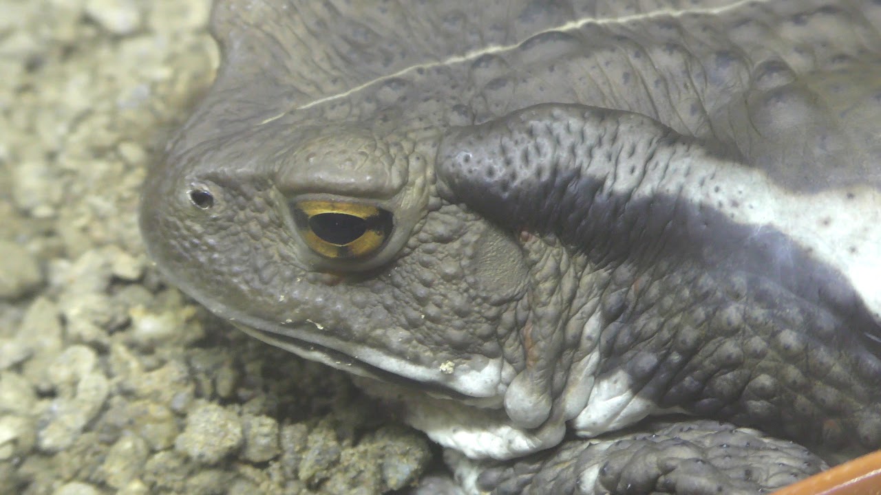 Japanese toad