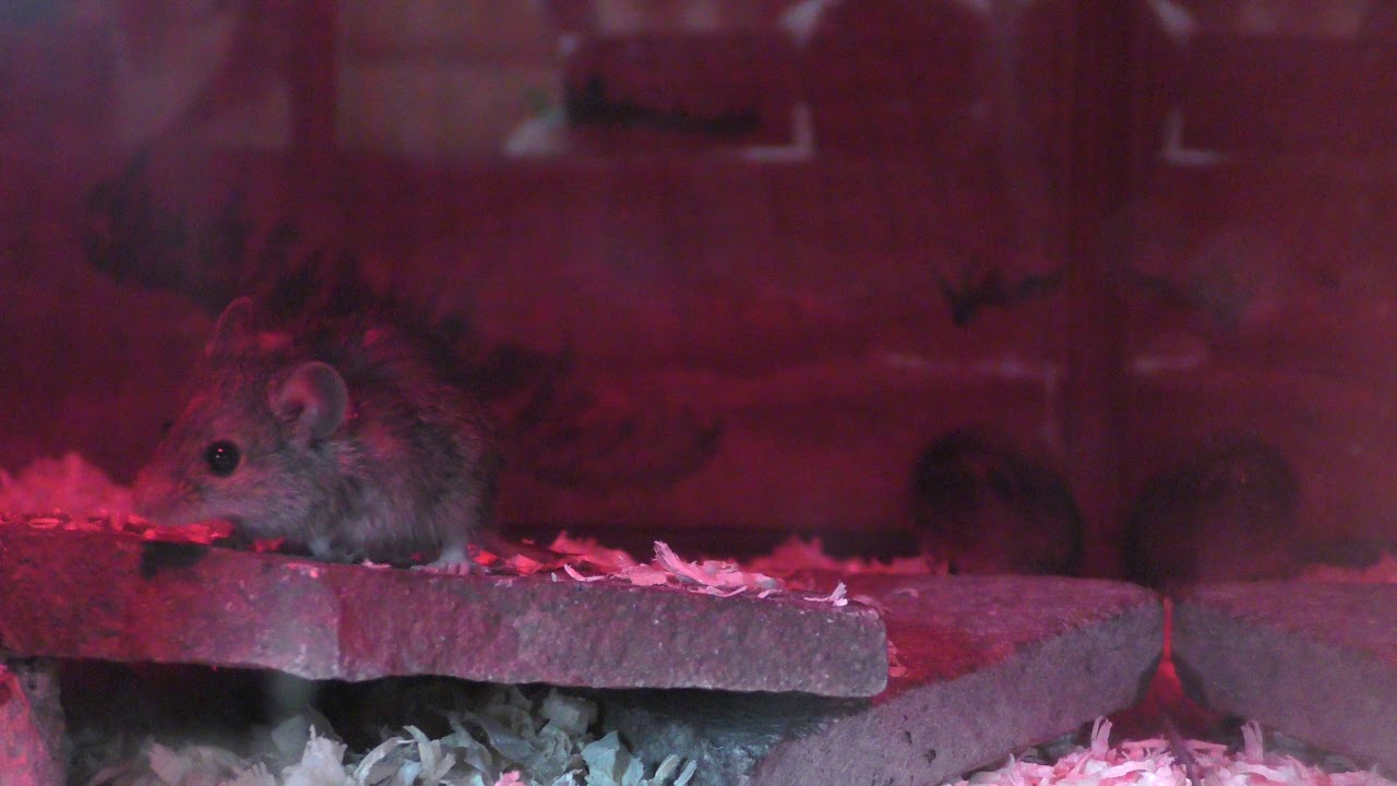 Steppe mouse